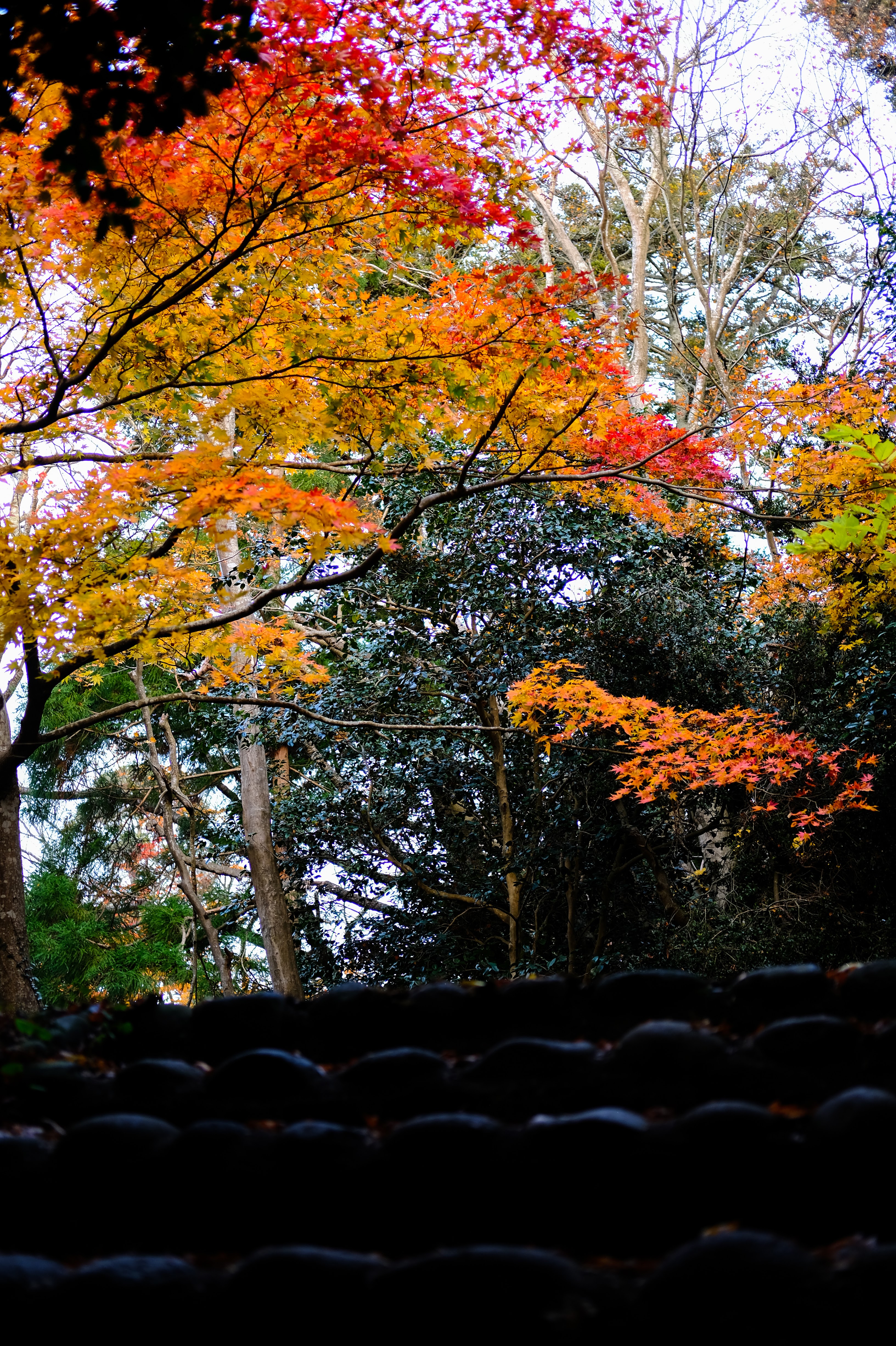 matsushima 福浦島 656